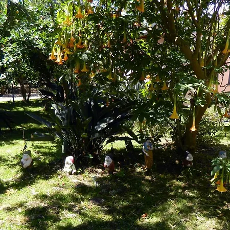 La Grevillea